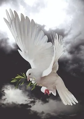 Большой Летающий белый голубь, фотография, украшение, фотошар, Гелиевый  шар, детский подарок, 1 шт. | AliExpress