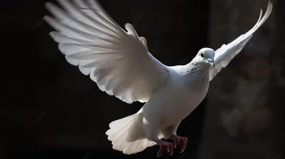 К чему прилетает белый голубь: народные приметы | МОЙКА78 Новости СПб | Дзен