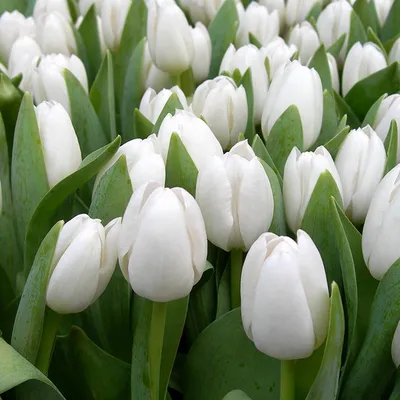 Белые тюльпаны картинки красивые