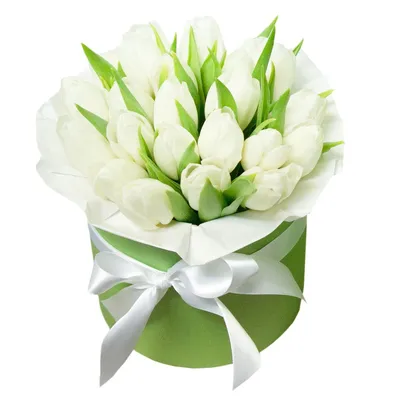 Букет белых тюльпанов белые тюльпаны заказать в Гродно: доставка, цена, фото