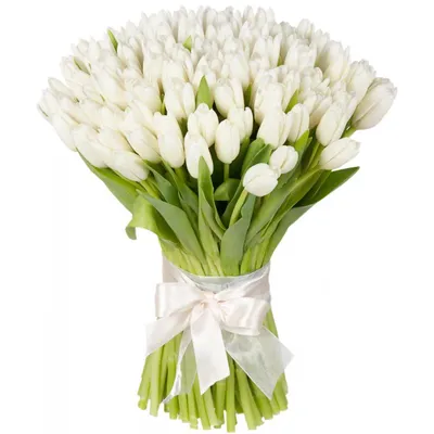 25 белых тюльпанов в упаковке по цене 5125 ₽ - купить в RoseMarkt с  доставкой по Санкт-Петербургу