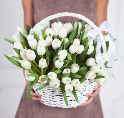 51 голландский белый тюльпан в стильной упаковке купить в Старых Дорогах,  закажи, а мы доставим.