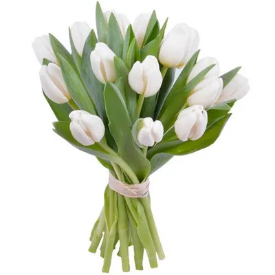 Букет из 13 белых тюльпанов за 2560 ₽ с доставкой по Москве