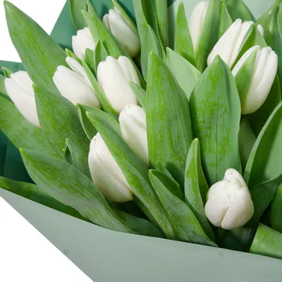 19 белых тюльпанов заказать и купить c доставкой в Красной Поляне за 5 560  ₽ | Фото, отзывы, цены