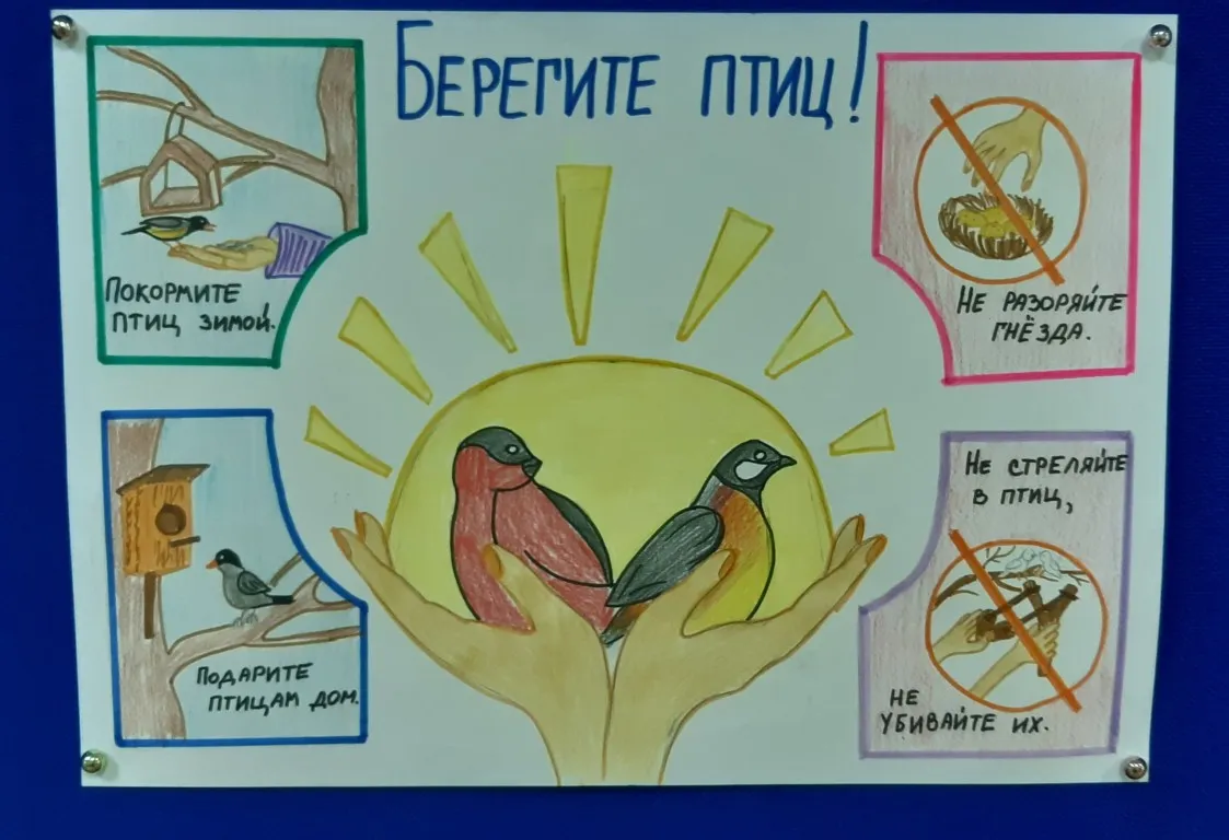 Берегите птиц картинки. Плакат в защиту птиц. Проект региональный птички на страничках конкурс.
