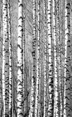 Дерево березы без листьев изолированных на белизне Стоковое Фото -  изображение насчитывающей листья, бело: 37619230