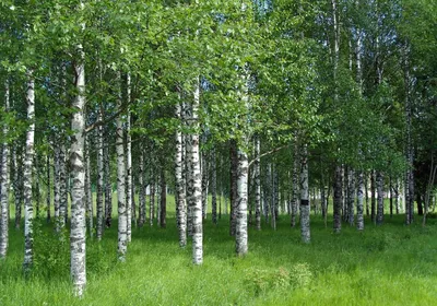 Лес березы, черно-белое фото Стоковое Изображение - изображение  насчитывающей ландшафт, группа: 81452703