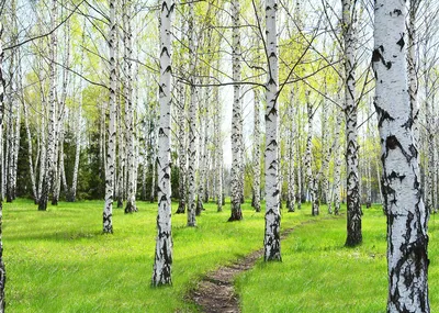 Берёзы Лес Природа - Бесплатное фото на Pixabay - Pixabay