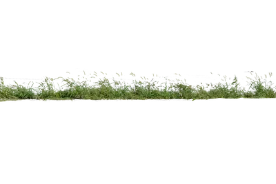 Трава Без Фона Природа - Бесплатное фото на Pixabay - Pixabay
