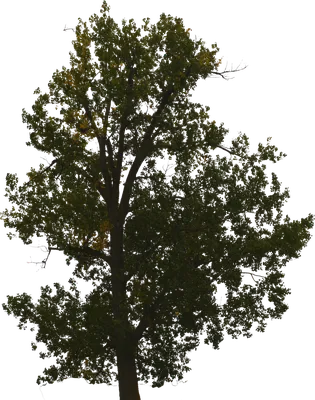 Дерево Без Фона С Листьями - Бесплатное изображение на Pixabay - Pixabay