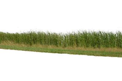 Красноцветающая апония без фона Стоковое Фото - изображение насчитывающей  природа, ботаническую: 159215840