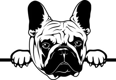 французский бульдог в темноте, картинка французского бульдога, бульдог,  собака фон картинки и Фото для бесплатной загрузки