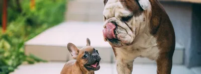 Фото щенят французского бульдога в студии Стоковое Фото - изображение  насчитывающей собака, разведенными: 136021670
