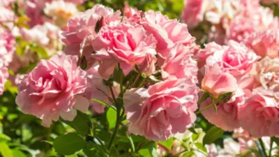 Чайная роза | Розы, Красивые цветы, Чайные розы