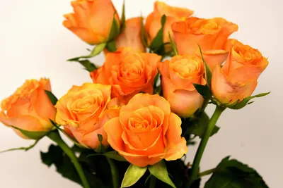 Букет из 21 чайной розы купить в Минске - LIONflowers
