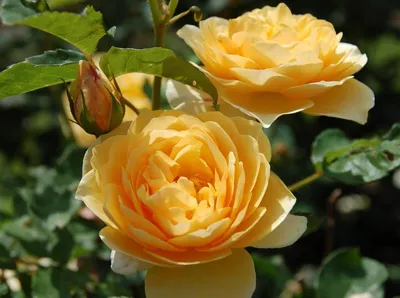 Купить фотообои Чайные розы (#7284) | заказать в каталоге интернет магазина  с ценой и фото