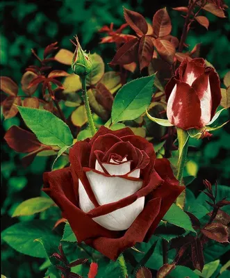 Стихотворение «Три чайные розы», поэт Эймонт Таша