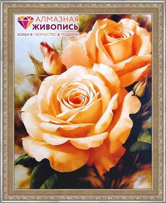 Чайная роза - Энциклопедия роз