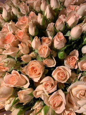 Букет \"Чайные розы\" в коробке - 29 шт за 10 090 руб. | Бесплатная доставка  цветов по Москве
