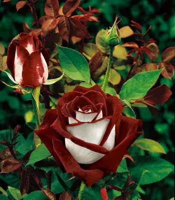 Чайные розы , голубые, розовые, жё…» — создано в Шедевруме