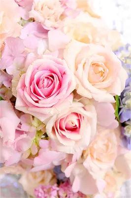 Прекрасные чайные розы | Пикабу