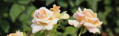 Фотообои Блистательные чайные розы | Купить в Москве, низкие цены,  интернет-магазин Artpolygraf