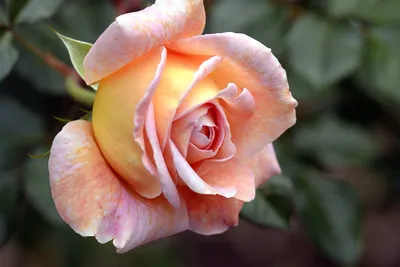 Шпильки Чайные розы | Брест