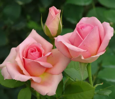 Чайнная роза купить букет - заказать цветы чайные розы с доставкой по  Полевском