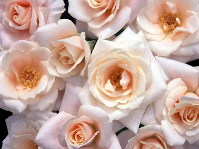 Панно декоративное FLIZETTO Чайные розы 3*2,7 м - купить с доставкой!