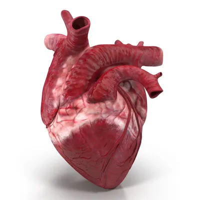 Человеческое сердце 3D Модель $49 - .3ds .c4d .fbx .ma .obj .max .unknown -  Free3D