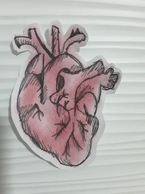 Ручное Нарисованное Человеческое Сердце Красном Синем Подробный Рисунок  Старом Бумажном Векторное изображение ©paseven 529837776
