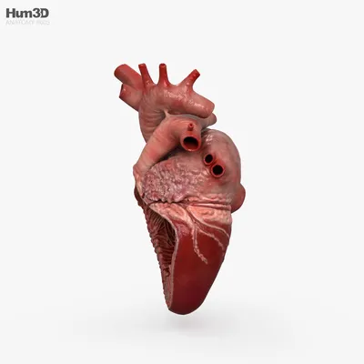 Человеческое Сердце — стоковые фотографии и другие картинки Сердце - Сердце,  Символ сердца, Сердце человека - iStock