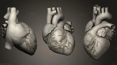 рисунок акварелью человеческое сердце розовый цвет Stock Photo | Adobe Stock