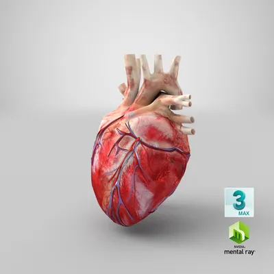Реалистичное человеческое сердце | Премиум векторы