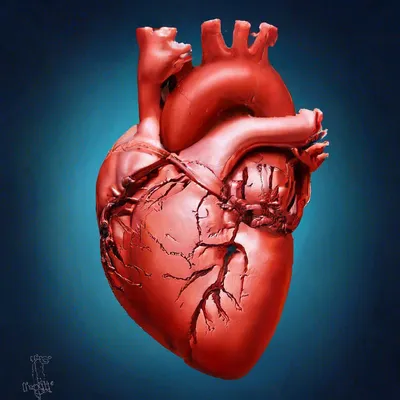 анимированное человеческое сердце внутри тела, 3d рендеринг красного  роботизированного сердца с проводами на синем фоне, Hd фотография фото,  робот фон картинки и Фото для бесплатной загрузки
