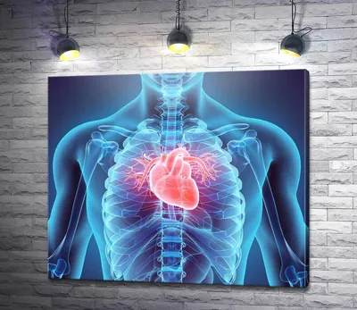 Реалистичное Человеческое Сердце - 3d stl модель для ЧПУ