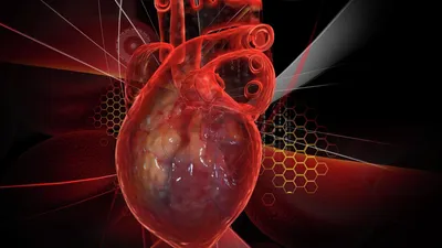 Реальное человеческое сердце 3d с венозной системы Иллюстрация штока -  иллюстрации насчитывающей жизнь, орган: 197596927