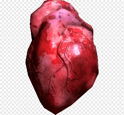 Анатомия скелеты и черепа - Человеческое сердце, ANTM_0701 | 3D модель для  ЧПУ станка