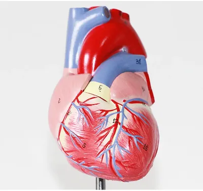 Человеческое Сердце На Черном Фоне Sagittal Раздел Вид — стоковые  фотографии и другие картинки Сердечный клапан - iStock