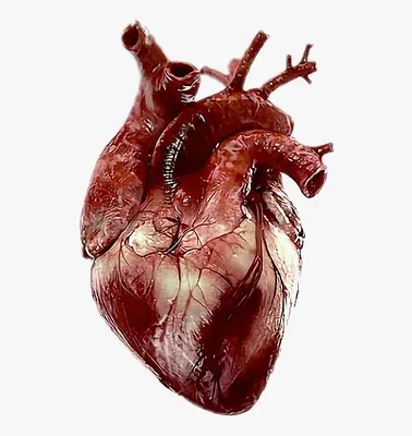 Человеческое Сердце Анатомией Системы Кровообращения Медицинской Концепции  Иллюстрации стоковое фото ©My_box_pra 427251326