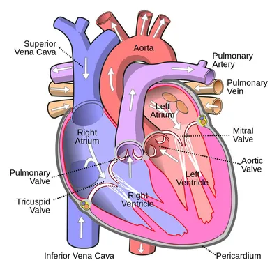 Человеческое сердце в поперечном разрезе 3D модель - Скачать Анатомия на  3DModels.org