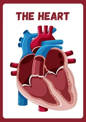 Диаграмма Человеческое сердце, 70x100 см | PHYWE