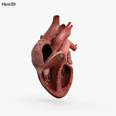 4 части, 49 знаков, ПВХ, 1:1, человеческое сердце в натуральную величину,  фотоаксессуары | AliExpress
