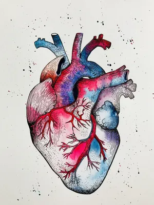 Картинки сердце человеческое (47 фото) » Юмор, позитив и много смешных  картинок