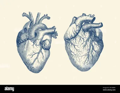 Человеческое сердце - ePuzzle фотоголоволомка