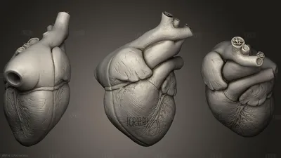 Анимированное человеческое сердце 3D Модель $50 - .max .fbx .unknown -  Free3D