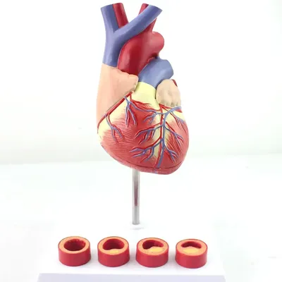 Ученые создали миниатюрное человеческое сердце - АЗЕРТАДЖ