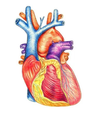 Человеческое сердце - онлайн-пазл