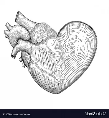 Учёные впервые напечатали практически полноценное человеческое сердце,  используя клетки пациента