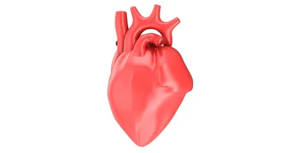 Анатомическое человеческое сердце E Иллюстрация штока - иллюстрации  насчитывающей кровожадное, изолировано: 152579054